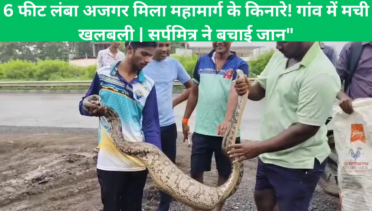 पालघर: मुंबई-अहमदाबाद हाईवे के किनारे झाड़ियों में मिला 7 फीट लंबा अजगर, सर्पमित्रों ने किया रेस्क्यू |