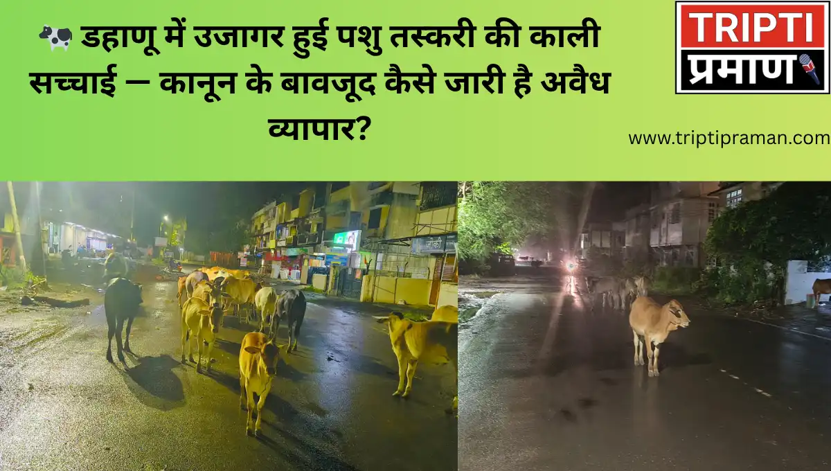 🐄 डहाणू में उजागर हुई पशु तस्करी की काली सच्चाई — कानून के बावजूद कैसे जारी है अवैध व्यापार?