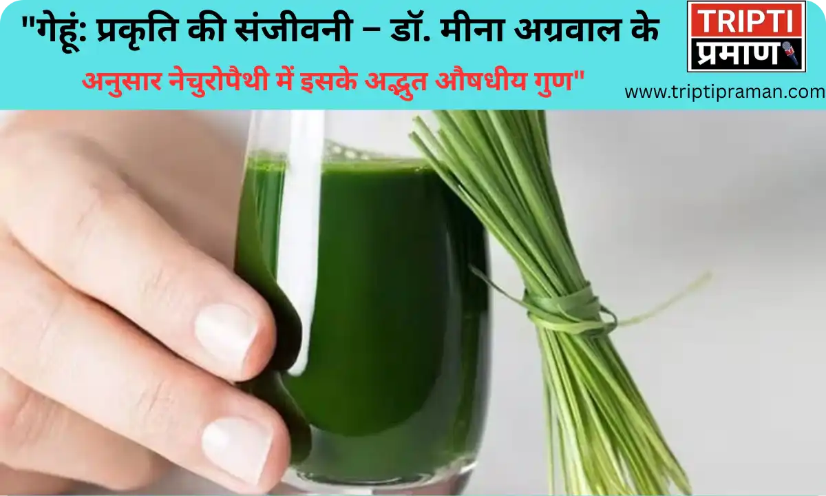गेहूं: प्रकृति की संजीवनी – डॉ. मीना अग्रवाल के अनुसार नेचुरोपैथी में इसके अद्भुत औषधीय गुण”|