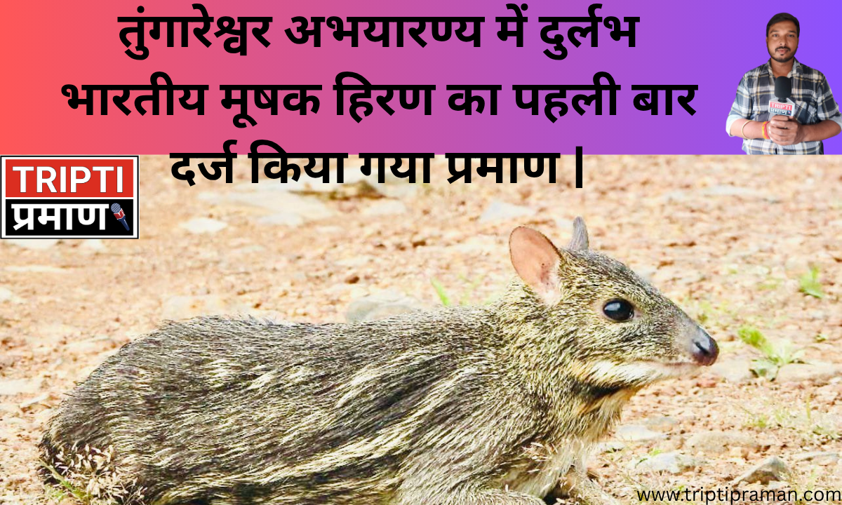 तुंगारेश्वर अभयारण्य में दुर्लभ भारतीय मूषक हिरण का पहली बार दर्ज किया गया प्रमाण |