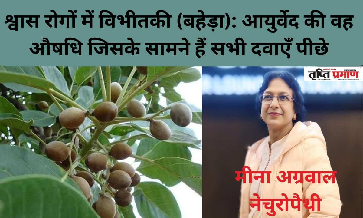 श्वास रोगों में विभीतकी (बहेड़ा): आयुर्वेद की वह औषधि जिसके सामने हैं सभी दवाएँ पीछे |