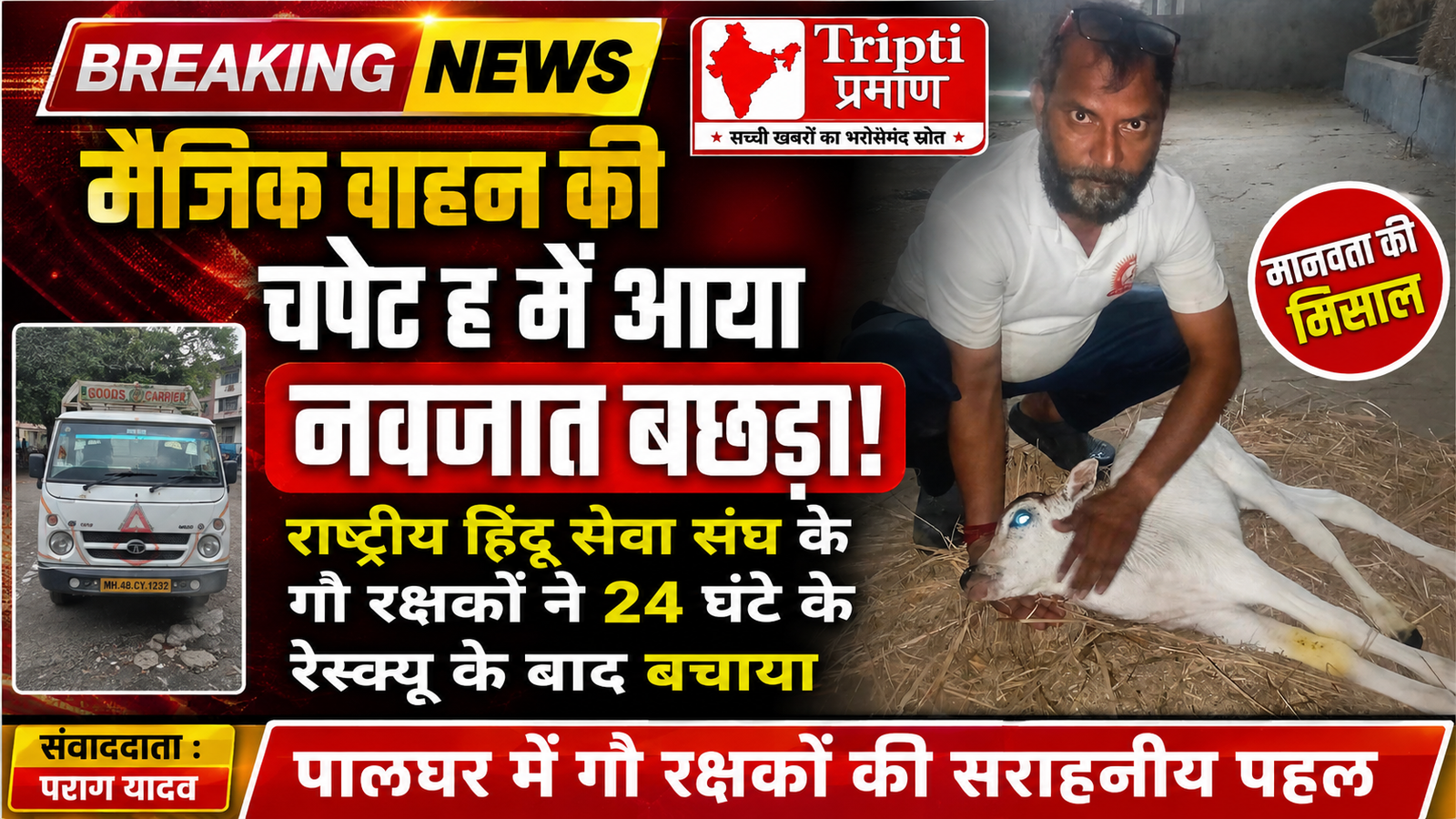 पालघर में मैजिक वाहन की चपेट में आया नवजात बछड़ा, हिंदू सेवा संघ ने 24 घंटे चलाया रेस्क्यू |