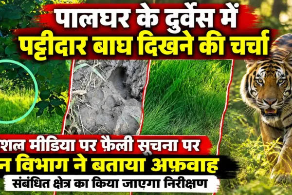 दुर्वेस में ‘पट्टीदार बाघ’ की चर्चा से हड़कंप, वन विभाग ने बताया अफवाह |