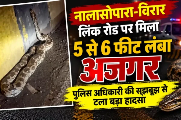 नालासोपारा-विरार लिंक रोड पर मिला 5 से 6 फीट लंबा अजगर, पुलिस अधिकारी की सूझबूझ से टला बड़ा हादसा |