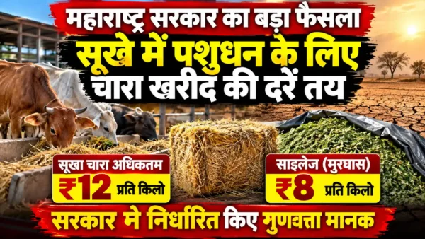 महाराष्ट्र में सूखे के दौरान पशुधन के लिए चारा खरीद की दरें तय, सूखा चारा 12 और साइलेज 8 रुपये प्रति किलो |