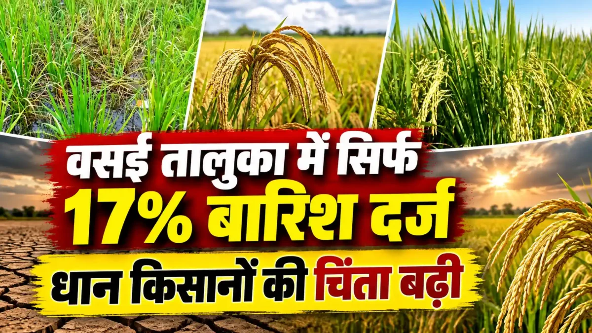 वसई-विरार की धान खेती के लिए अगला सप्ताह निर्णायक, बारिश नहीं हुई तो फसल को नुकसान की आशंका |