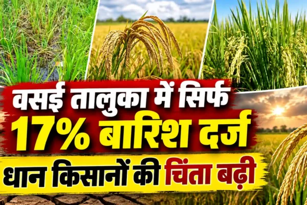 वसई-विरार की धान खेती के लिए अगला सप्ताह निर्णायक, बारिश नहीं हुई तो फसल को नुकसान की आशंका |